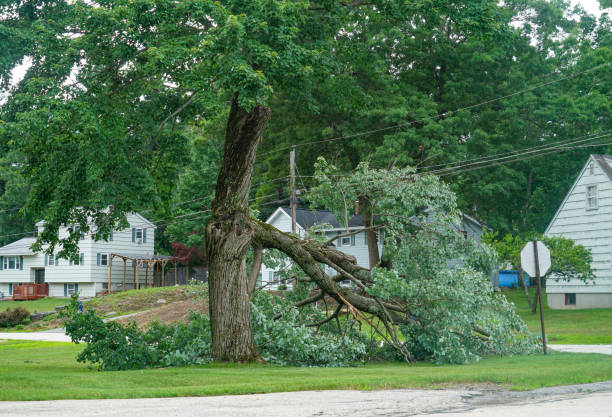 The Steps Involved in Our Tree Care Process in Brandermill, VA